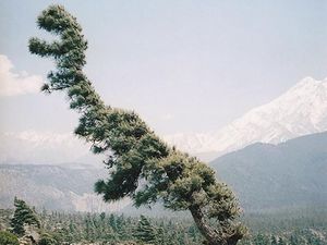 Potret Viral Pohon Berwujud Aneh Tapi Nyata