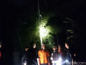 Pria di Magelang Panjat Pohon Kelapa dan Ogah Turun Sejak Pagi Tadi