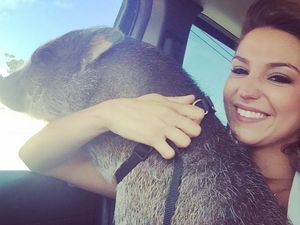 Foto: Babi yang Sering Traveling Bareng Cewek Cantik