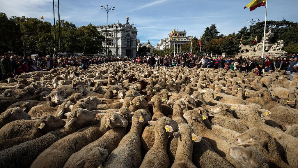 Foto: Ratusan Domba Geruduk Pusat Kota Madrid, Ada Apa?