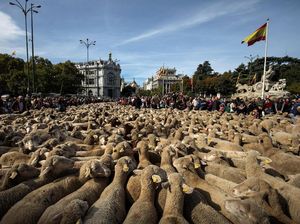 Foto: Ratusan Domba Geruduk Pusat Kota Madrid, Ada Apa?