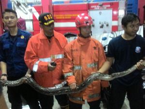 Petugas Damkar Jaktim Evakuasi Ular Sanca 3 Meter di Minimarket