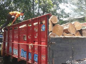 Pembalakan Liar Diduga Libatkan Oknum Perhutani Dibongkar