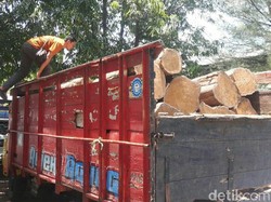 Pembalakan Liar Diduga Libatkan Oknum Perhutani Dibongkar