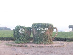 Indahnya Osulloc , Kebun Teh Hijau Milik AmorePacif di Pulau Jeju