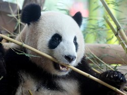 Panda di Jerman Mendadak Jalan Mundur, Kok Bisa?