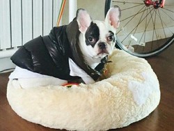 Anjing Siwon Super Junior Gigit CEO hingga Meninggal