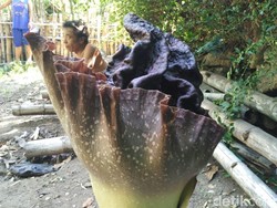 Melihat Suweg, Bunga  Bangkai yang Tumbuh di Pangkah Bantul