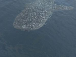 Hiu Paus Sudah Muncul Empat Kali di Kepulauan Seribu