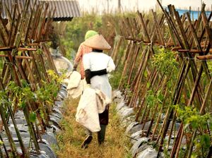 Lagi #DiRumahAja, Cobain Berkebun Sayur di Lahan Sempit