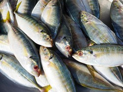 Dendam, Penyewa Ini Sengaja Sebar Ikan Mati di Kulkas hingga Loteng Rumah!