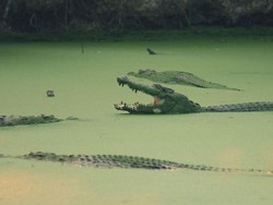 Ngeri, Viral Video Buaya Tiba-tiba Muncul dan Serang Turis