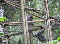 Gunung Puntang Jadi Habitat Nyaman Buat Owa Jawa