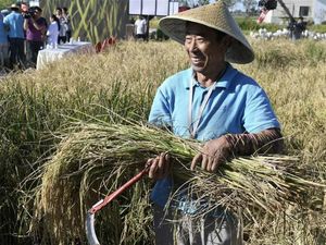 China Buat Beras yang Bisa Tumbuh di Air Garam untuk Konsumsi Lebih dari 200 Juta Orang