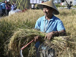 China Buat Beras yang Bisa Tumbuh di Air Garam untuk Konsumsi Lebih dari 200 Juta Orang