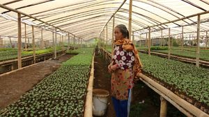 Melihat Pekerja Kebun Bibit di Maribaya Bandung