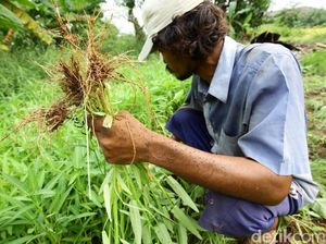 Kangkung Disebut Ilegal di AS, Begini Pendapat Ahli Gizi