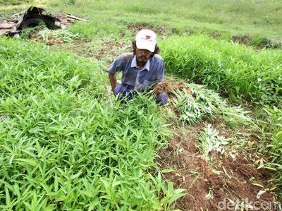 Panen Kangkung di Tengah Kota