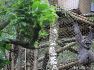 5 Ekor Owa Jawa Dilepasliarkan di Hutan Lindung Gunung Puntang