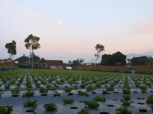 LPSE Kota Semarang Buka Lelang Penyedia Bibit Hortikultura Lur! LPSE Kota Semarang Buka Lelang Penyedia Bibit Hortikultura Lur!