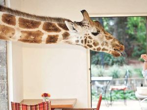 Asyik! Di Hotel Ini Bisa Sarapan Sambil Bermain dengan Jerapah