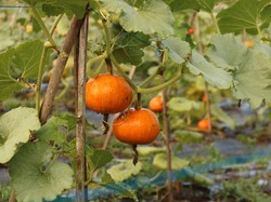 Panen Raya, Harga Tomat Terjun Bebas
