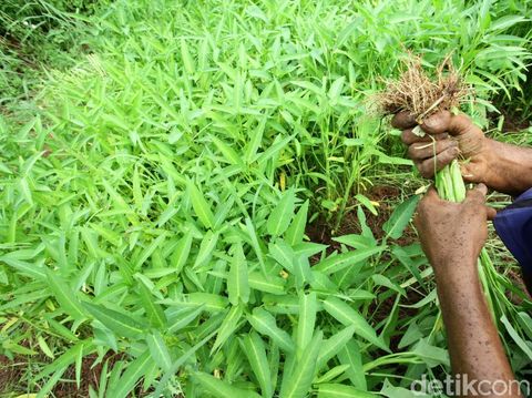 Kangkung adalah sayuran yang akrab di lidah masyarakat Asia.