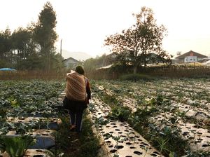 Viral Petani Sawi Ngamuk Gara-gara Harga Anjlok, Kementan Buka Suara Viral Petani Sawi Ngamuk Gara-gara Harga Anjlok, Kementan Buka Suara