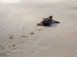 Ada Ritual Panen Telur Penyu di Festival Pesisir Paloh 2017
