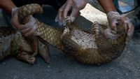 Foto: Trenggiling yang Selamat dari Penyelundupan di Riau
