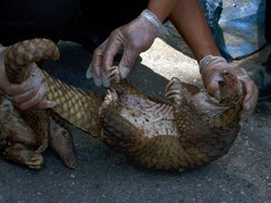 Hewan Melata hingga Pemakan Serangga Terduga Pembawa Virus Corona