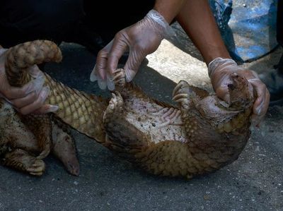 Foto: Trenggiling yang Selamat dari Penyelundupan di Riau