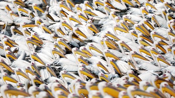 Saat Ribuan Pelikan Ramai-ramai Migrasi Lintasi Israel