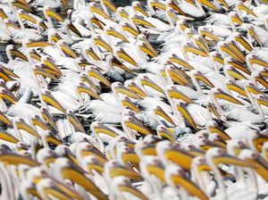 Saat Ribuan Pelikan Ramai-ramai Migrasi Lintasi Israel Saat Ribuan Pelikan Ramai-ramai Migrasi Lintasi Israel