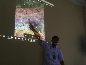 Bayi Gajah di Sumut Mati Terperosok ke Lubang