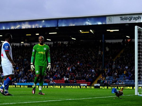Bebek, Ayam, dan Kucing, Saat Hewan Merecoki Pertandingan Sepakbola