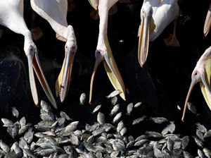6 Burung Ini Tak Hanya Terbang tapi Bisa Menyelam di Air 6 Burung Ini Tak Hanya Terbang tapi Bisa Menyelam di Air
