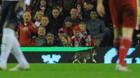 Masih di musim yang sama, seekor kucing lucu berlarian di lapangan Stadion Anfield menjadi hiburan tersendiri karena di akhir laga Liverpool hanya bermain 0-0 dengan Tottenham Hotspur, 6 Februari 2012. Foto: Andrew Yates/AFP Photo
