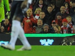 Masih di musim yang sama, seekor kucing lucu berlarian di lapangan Stadion Anfield menjadi hiburan tersendiri karena di akhir laga Liverpool hanya bermain 0-0 dengan Tottenham Hotspur, 6 Februari 2012. Foto: Andrew Yates/AFP Photo