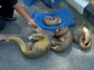 Oknum Polisi Divonis 2 Tahun Kasus TPPU Jual-Beli Trenggiling