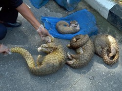 Oknum Polisi Divonis 2 Tahun Kasus TPPU Jual-Beli Trenggiling