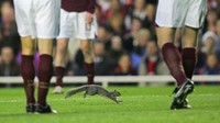 Seekor tupai nyelonong ke lapangan sepakbola. Lebih dari 10 tahun lalu, pertandingan semifinal leg I Liga Champions 2015/2006 antara Arsenal kontra Villarreal diganggu hewan pengerat ini. Foto: Odd Andersen/ AFP Photo