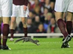 Seekor tupai nyelonong ke lapangan sepakbola. Lebih dari 10 tahun lalu, pertandingan semifinal leg I Liga Champions 2015/2006 antara Arsenal kontra Villarreal diganggu hewan pengerat ini. Foto: Odd Andersen/ AFP Photo
