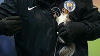 Si tupai sekarang aman. Dia tak perlu khawatir akan terinjak pemain atau terhantam bola yang menggelinding ketika pertandingan berlangsung. Foto: Alex Livesey/Getty Images