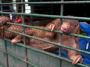 4 Hewan yang Sempat Disebut Bisa Jadi Asal-usul Virus Corona COVID-19