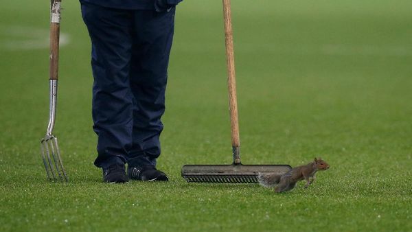Mengejar Tupai di Etihad
