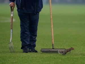 Mengejar Tupai di Etihad