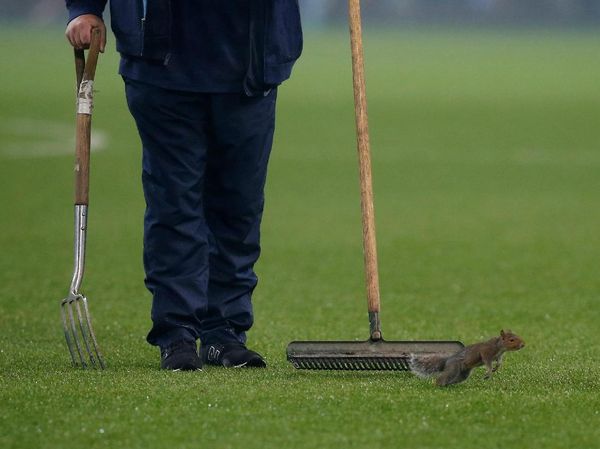 Mengejar Tupai di Etihad