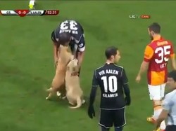 Tidak cukup satu, melainkan dua anjing sekaligus menyerbu lapangan sepakbola saat Galatasaray melakoni laga ujicoba melawan klub Jerman Ahlen pada Januari 2013. Mereka sempat dielus-elus beberapa pemain sebelum digiring keluar lapangan oleh petugas. Foto: screen shot YouTube