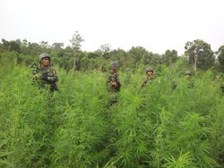 Mantan Petani Ganja: Penanam Ganja Tidak akan Pernah Kaya